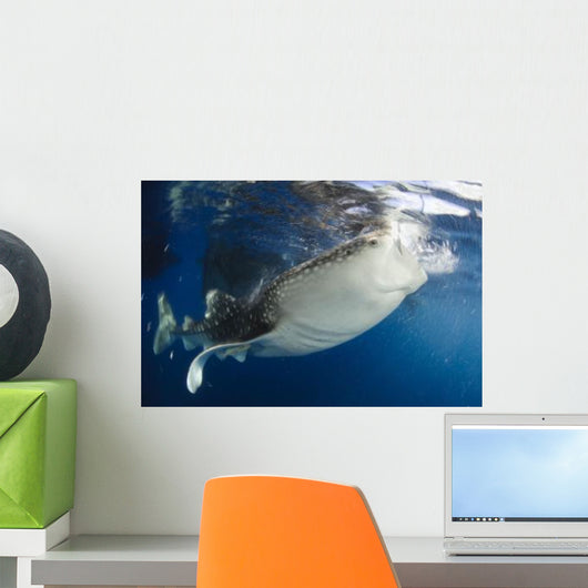 Whale Shark Feeding under Wall Decal Design 19