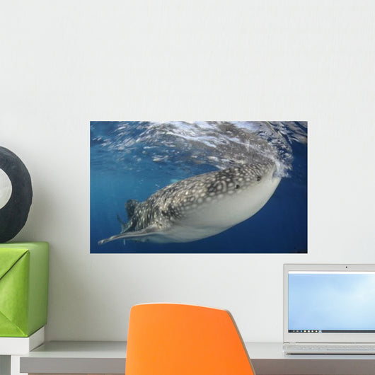 Whale Shark Feeding under Wall Decal Design 18