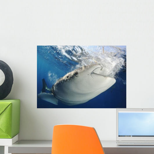Whale Shark Feeding under Wall Decal Design 17