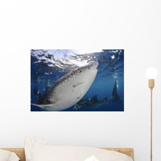 Whale Shark Feeding under Wall Decal Design 16