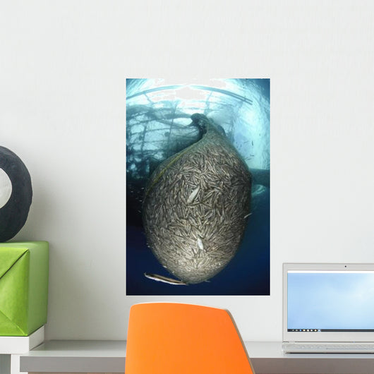 Net Full Ikan Puri Wall Decal