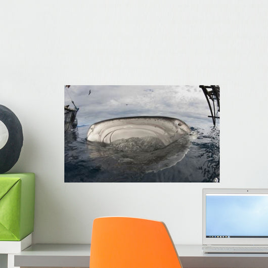 Whale Shark Feeding Fishing Wall Decal