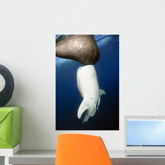 Whale Shark Feeding under Wall Decal Design 15