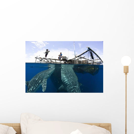 Whale Shark Feeding under Wall Decal Design 14