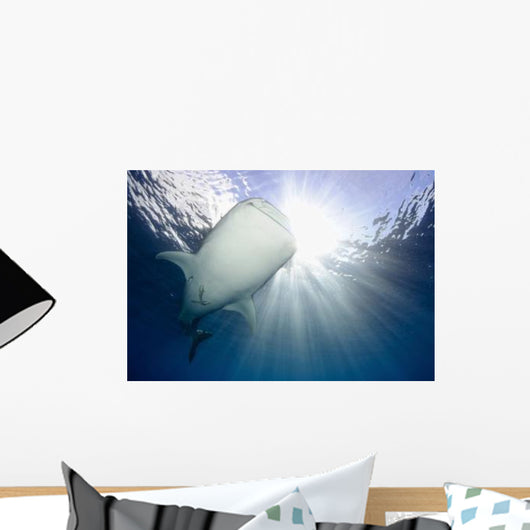 Whale Shark Feeding under Wall Decal Design 11