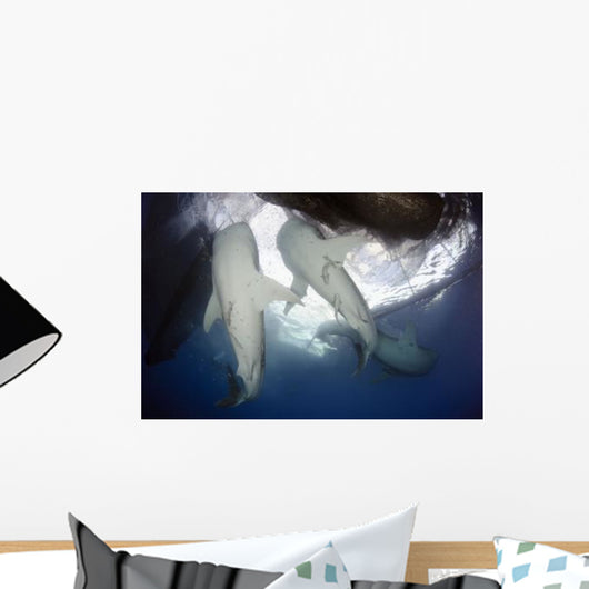 Whale Shark Feeding under Wall Decal Design 10