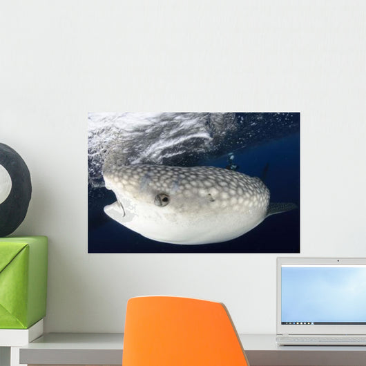 Whale Shark Feeding under Wall Decal Design 8