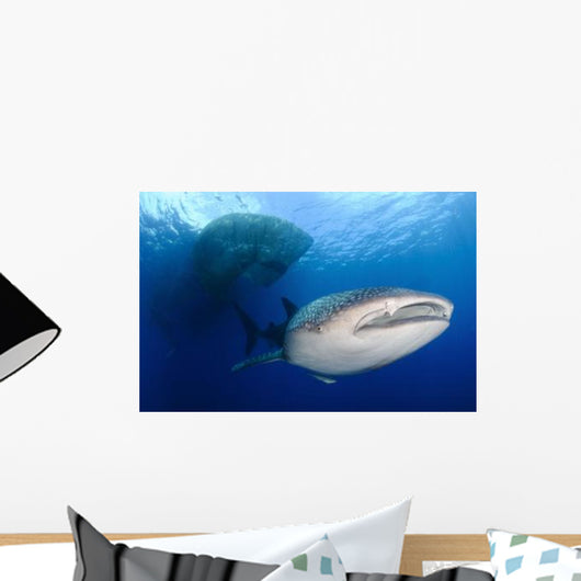 Whale Shark Feeding under Wall Decal Design 7