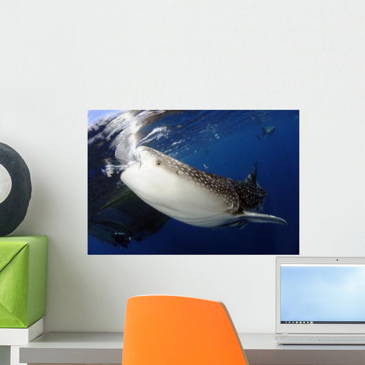 Whale Shark Feeding under Wall Decal Design 6