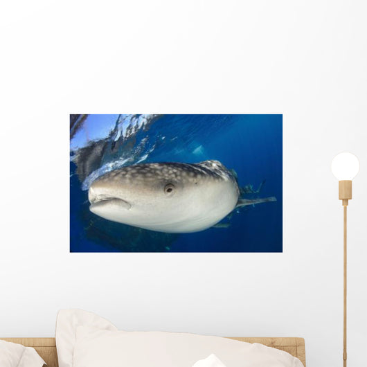 Whale Shark Feeding under Wall Decal Design 5