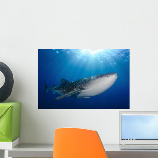 Whale Shark Feeding under Wall Decal Design 4