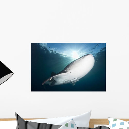 Whale Shark Feeding under Wall Decal Design 2