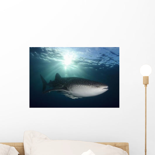 Whale Shark Feeding under Wall Decal Design 1