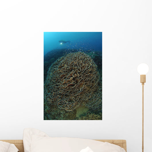 Diver Exploring Cabbage Coral Wall Decal Design 1