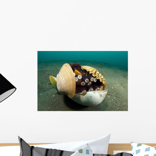 Coconut Octopus Lembeh Strait Wall Decal Design 14