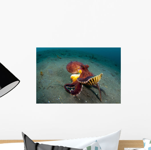 Coconut Octopus Lembeh Strait Wall Decal Design 13