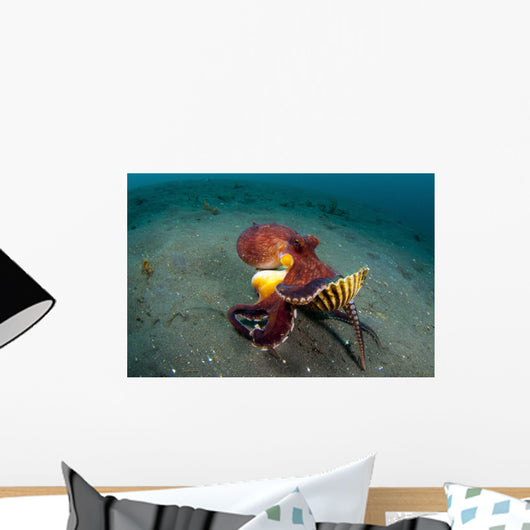 Coconut Octopus Lembeh Strait Wall Decal Design 13