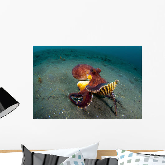 Coconut Octopus Lembeh Strait Wall Decal Design 13