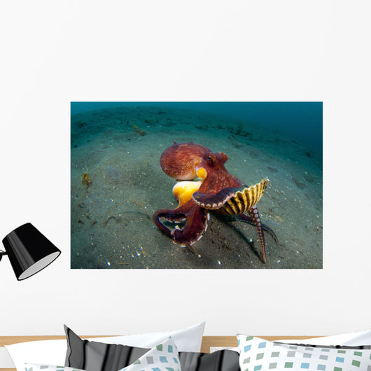 Coconut Octopus Lembeh Strait Wall Decal Design 13