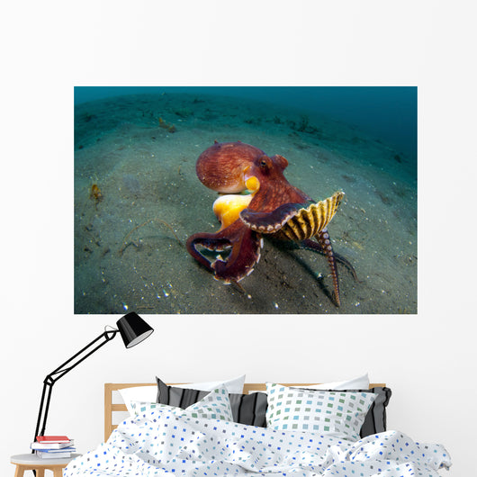 Coconut Octopus Lembeh Strait Wall Decal Design 13