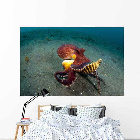 Coconut Octopus Lembeh Strait Wall Decal Design 13
