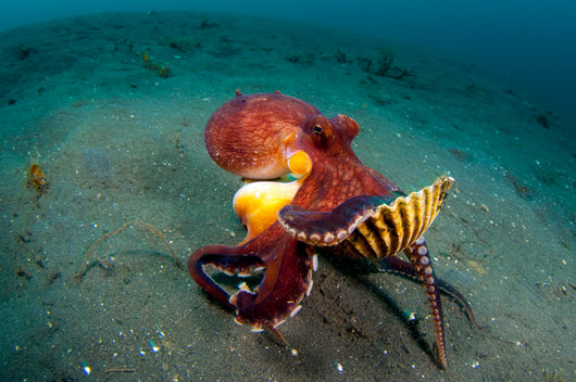 Coconut Octopus Lembeh Strait Wall Decal Design 13