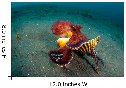 Coconut Octopus Lembeh Strait Wall Decal Design 13