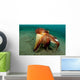 Coconut Octopus Lembeh Strait Wall Decal Design 12