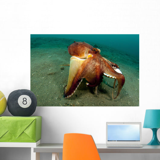 Coconut Octopus Lembeh Strait Wall Decal Design 12