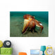 Coconut Octopus Lembeh Strait Wall Decal Design 12