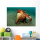 Coconut Octopus Lembeh Strait Wall Decal Design 12