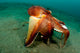 Coconut Octopus Lembeh Strait Wall Decal Design 12