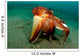 Coconut Octopus Lembeh Strait Wall Decal Design 12