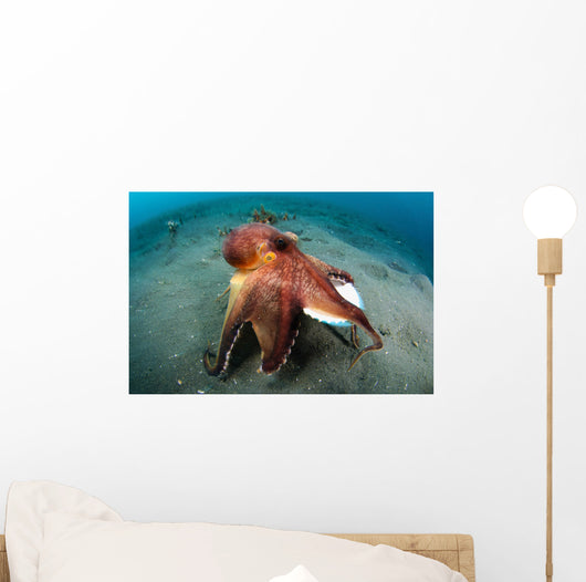 Coconut Octopus Lembeh Strait Wall Decal Design 11