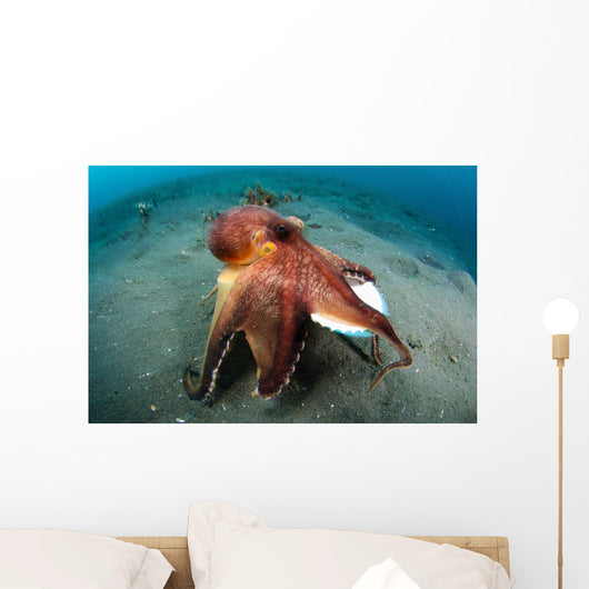 Coconut Octopus Lembeh Strait Wall Decal Design 11
