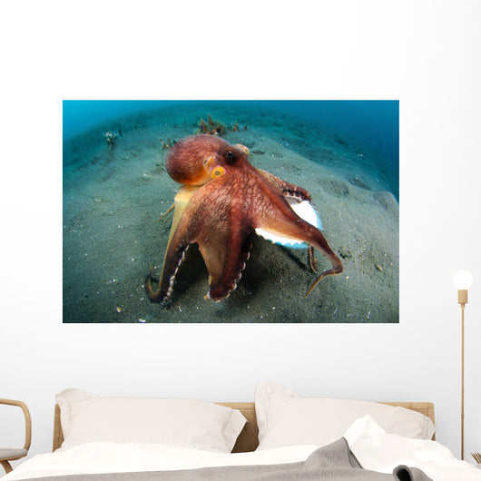 Coconut Octopus Lembeh Strait Wall Decal Design 11