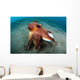 Coconut Octopus Lembeh Strait Wall Decal Design 11