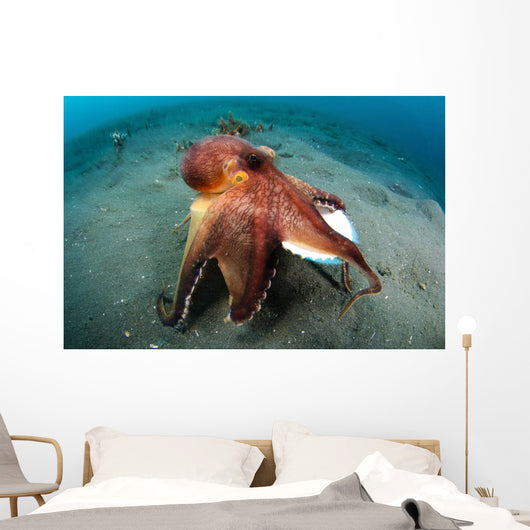 Coconut Octopus Lembeh Strait Wall Decal Design 11