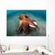 Coconut Octopus Lembeh Strait Wall Decal Design 11