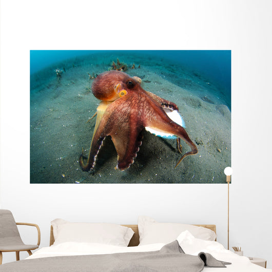 Coconut Octopus Lembeh Strait Wall Decal Design 11