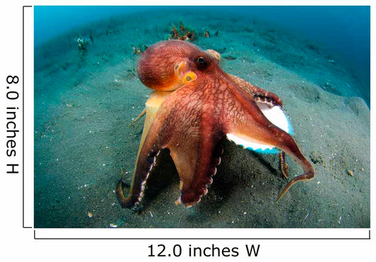 Coconut Octopus Lembeh Strait Wall Decal Design 11