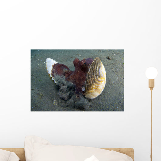 Coconut Octopus Lembeh Strait Wall Decal Design 10