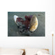 Coconut Octopus Lembeh Strait Wall Decal Design 10