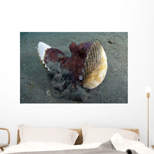 Coconut Octopus Lembeh Strait Wall Decal Design 10