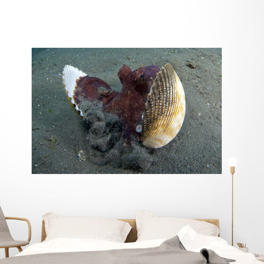 Coconut Octopus Lembeh Strait Wall Decal Design 10