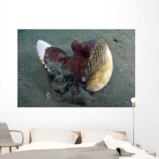 Coconut Octopus Lembeh Strait Wall Decal Design 10