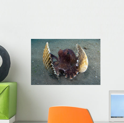 Coconut Octopus Lembeh Strait Wall Decal Design 9