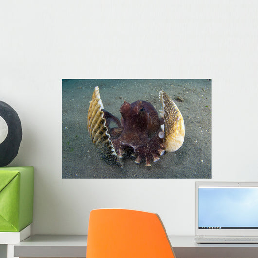 Coconut Octopus Lembeh Strait Wall Decal Design 9