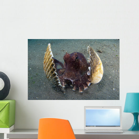 Coconut Octopus Lembeh Strait Wall Decal Design 9