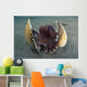 Coconut Octopus Lembeh Strait Wall Decal Design 9